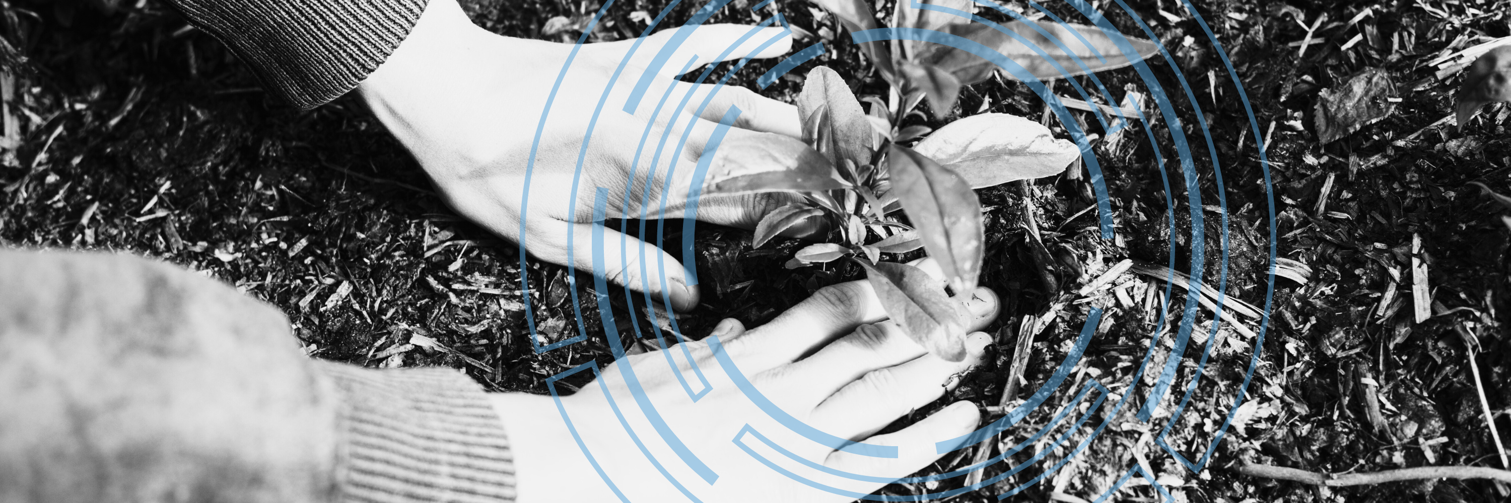 Someone is laying down new plant life with black and white overlay.