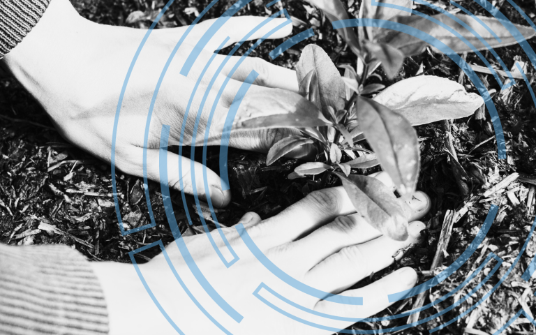 Someone is laying down new plant life with black and white overlay.