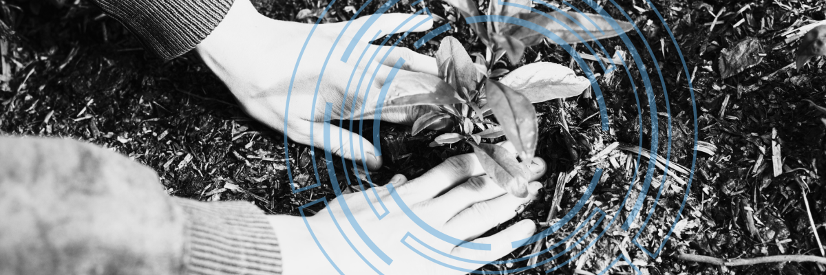 Someone is laying down new plant life with black and white overlay.